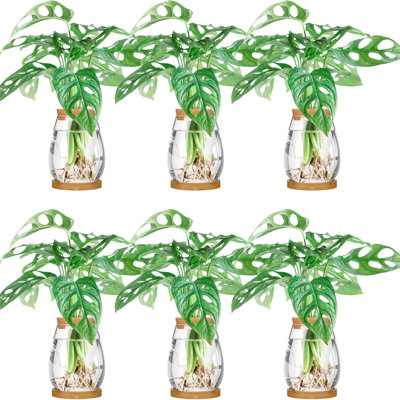 6 Pcs Large Separated Desktop Plant Terrarium 4.2 Inch Plant Propagation Planter Water Station Planting Glass Vase With Lid And Wooden Stand For Growing Hydroponic Home Office Table Decoration