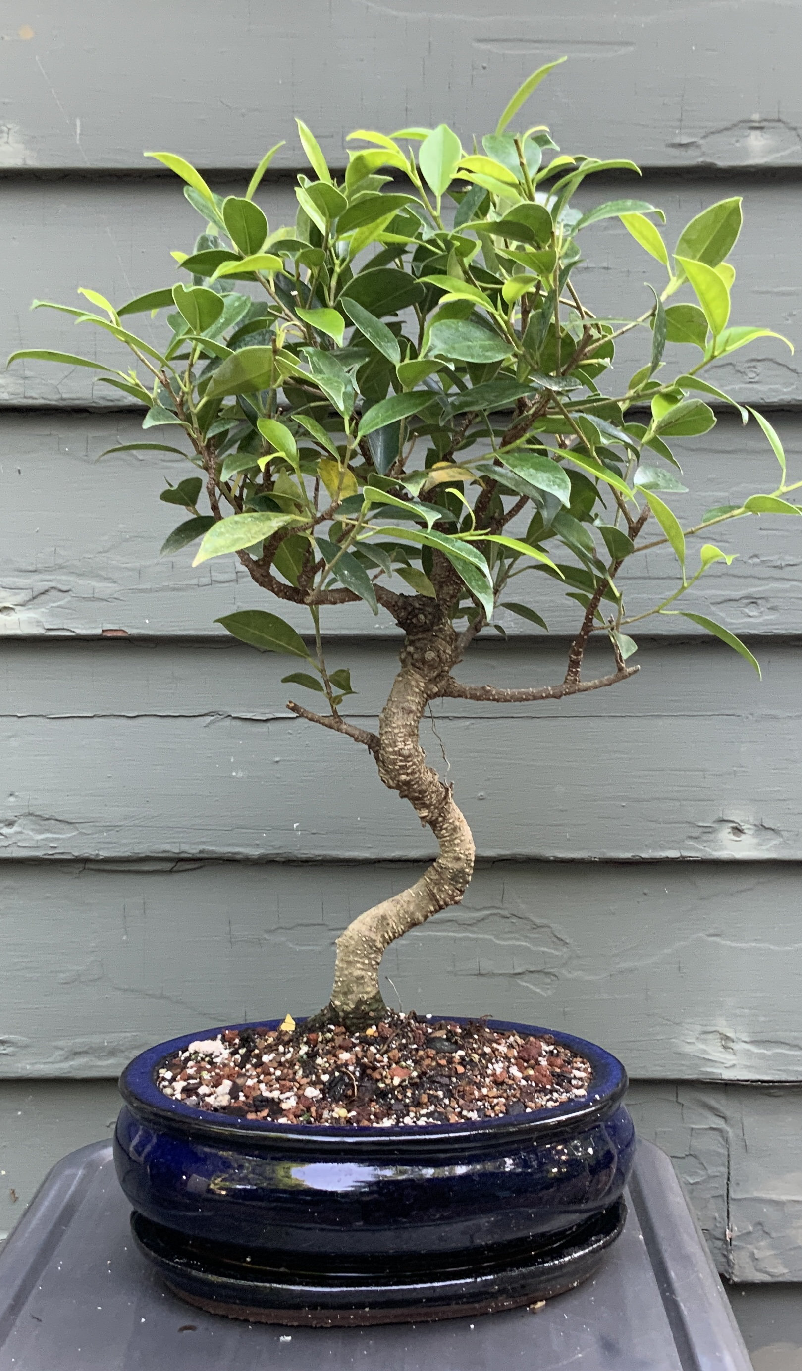 Lucky Bonsai Limited Live Bonsai Low Maintenance Plant in Ceramic Pot