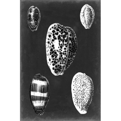 Alabaster Shells VI by Vision Studio - Wrapped Canvas Print