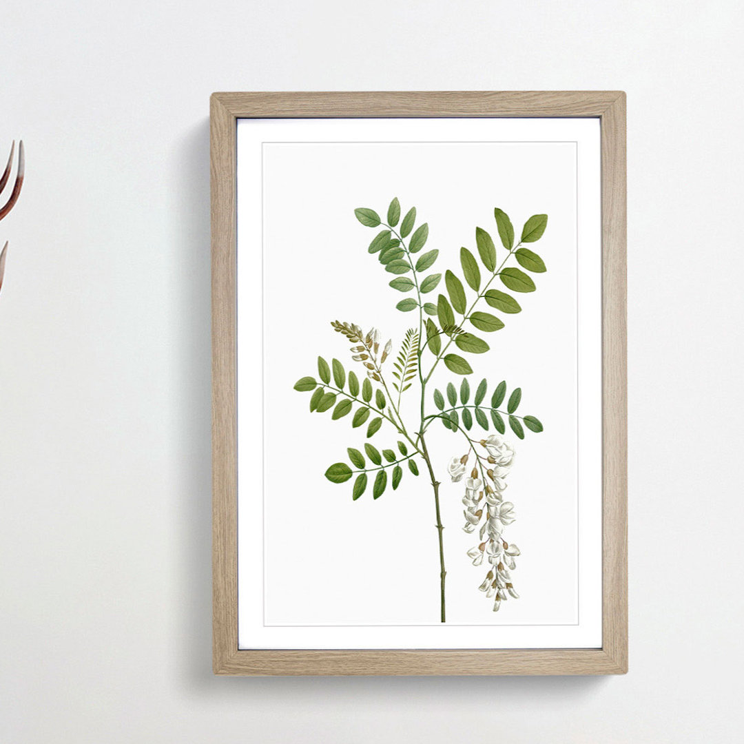 Acacia Tree Flowers by Pierre-Joseph Redoute - Single Picture Frame Painting