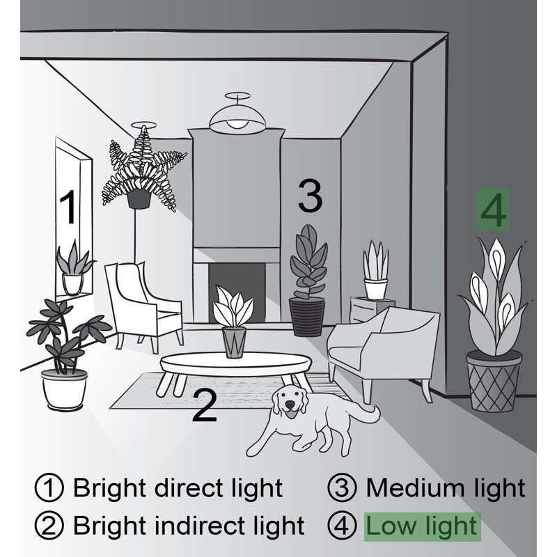 Gold Indoor Low Light Houseplant Set with Plastic Pots