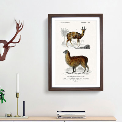 Alpaca And Antelope by Charles D'Orbigny - Single Picture Frame Painting