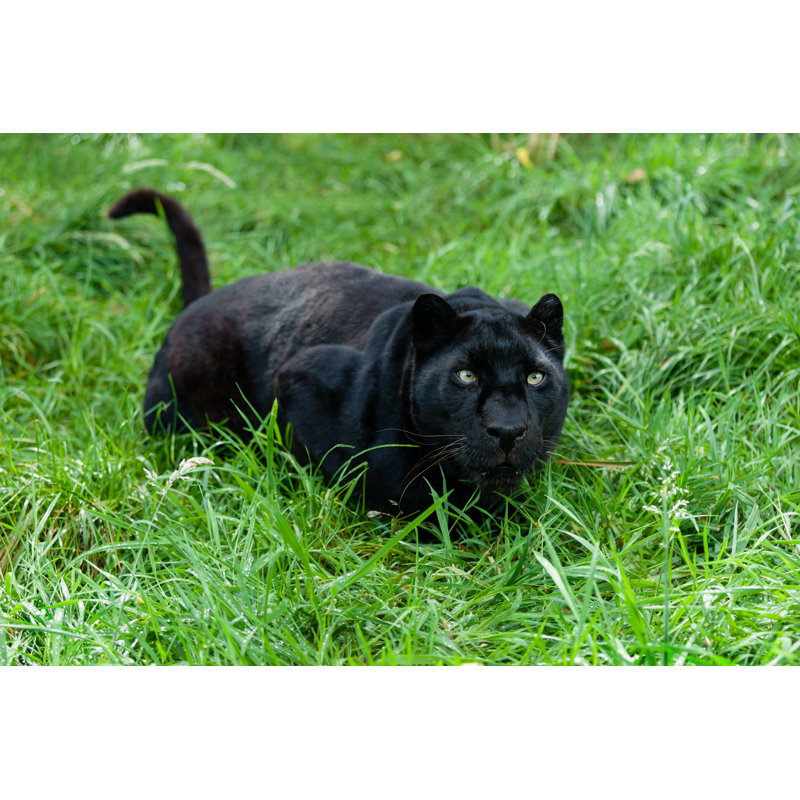 Black Leopard - Wrapped Canvas Print, 81cm H x 122cm W x 3.8cm D