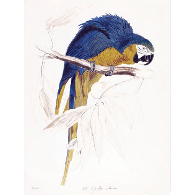 Ara bleu