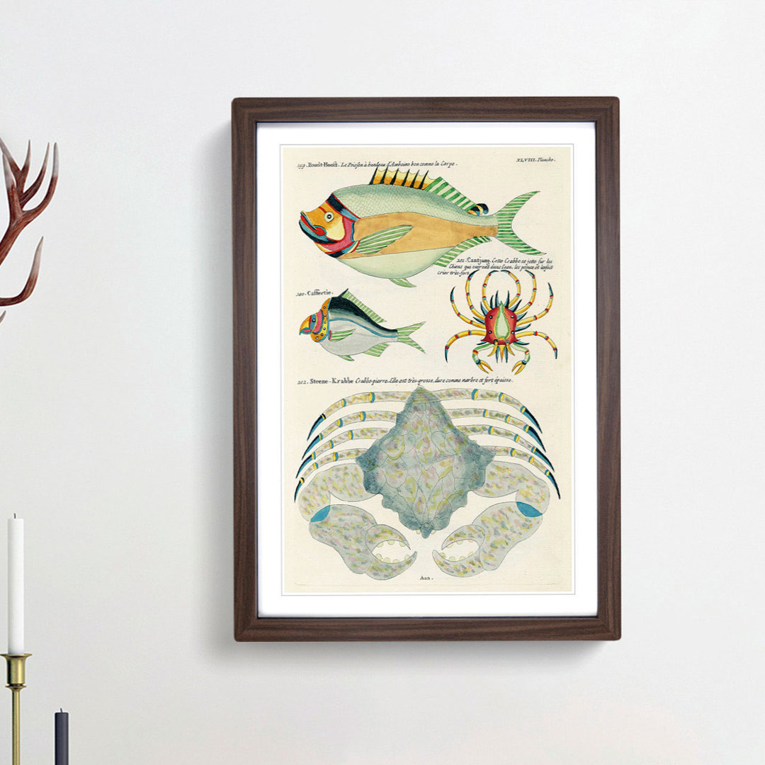 East Indies Fish & Crab Illustrations XLVIII by Louis Renard - Picture Frame Painting Print