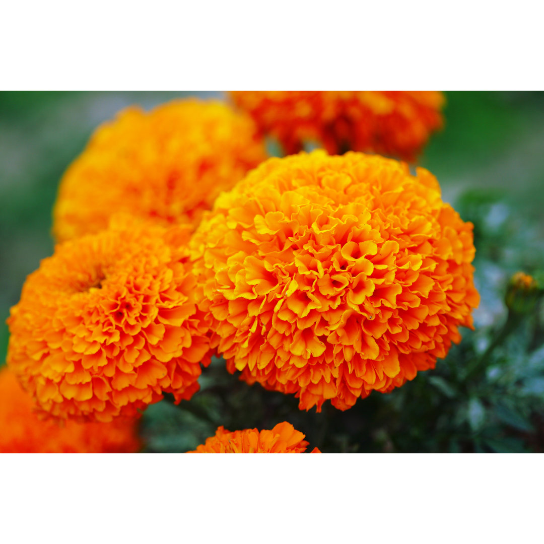 Leinwandbild Marigold