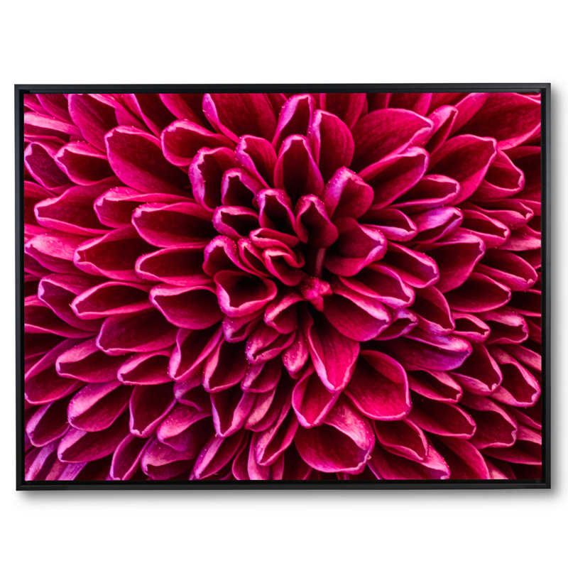 «Pom Pom Chrysanthemum Mauve» par Harold Davis - photographie, H 38 po x l 50 po, Toile avec cadre flottant noir