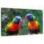 «Brampt Lorikeet Buddies»-107847269