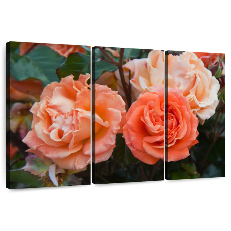 Roses hybrides orange Harnek, H 20 po x l 33 po