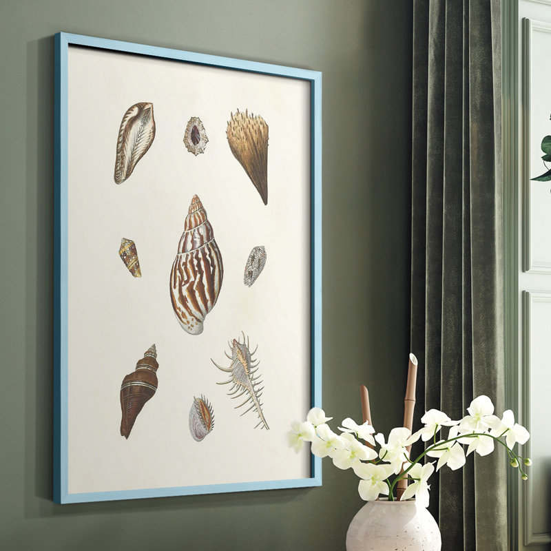 Knorr Shells & Coral IX, reproduction encadrée - bois massif, Cadre bleu, H 10 po x l 8 po