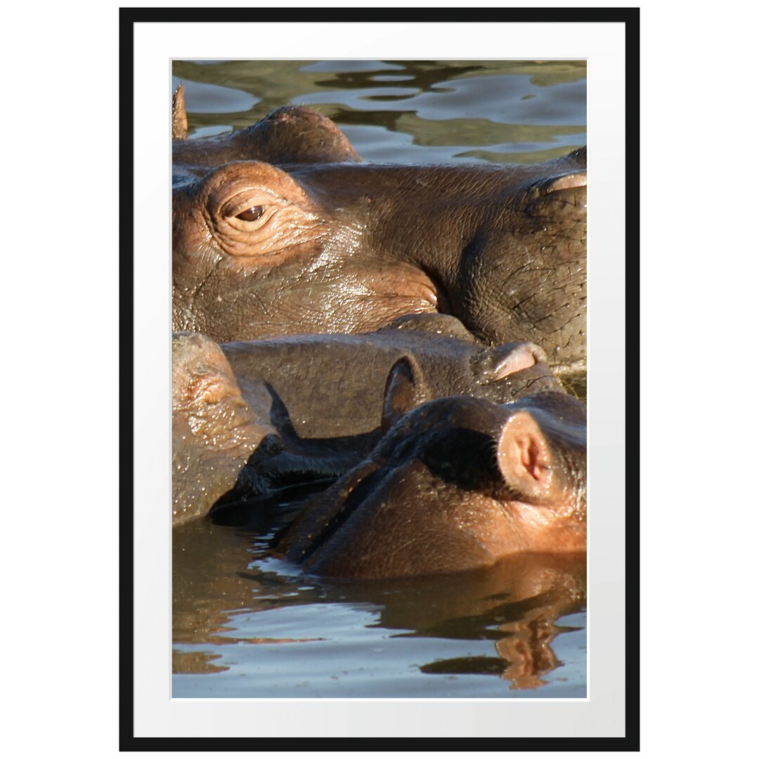 Gerahmtes Poster Schwimmende Flusspferdfamilie