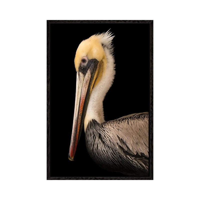 A Brown Pelican At The Santa Barbara Wildlife Care Network by Joel Sartore - Gallery-Wrapped Canvas Giclée on Canvas