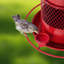 Rithish Metal Hanging Hopper Bird Feeder
