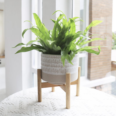 Tierney Pot Planter