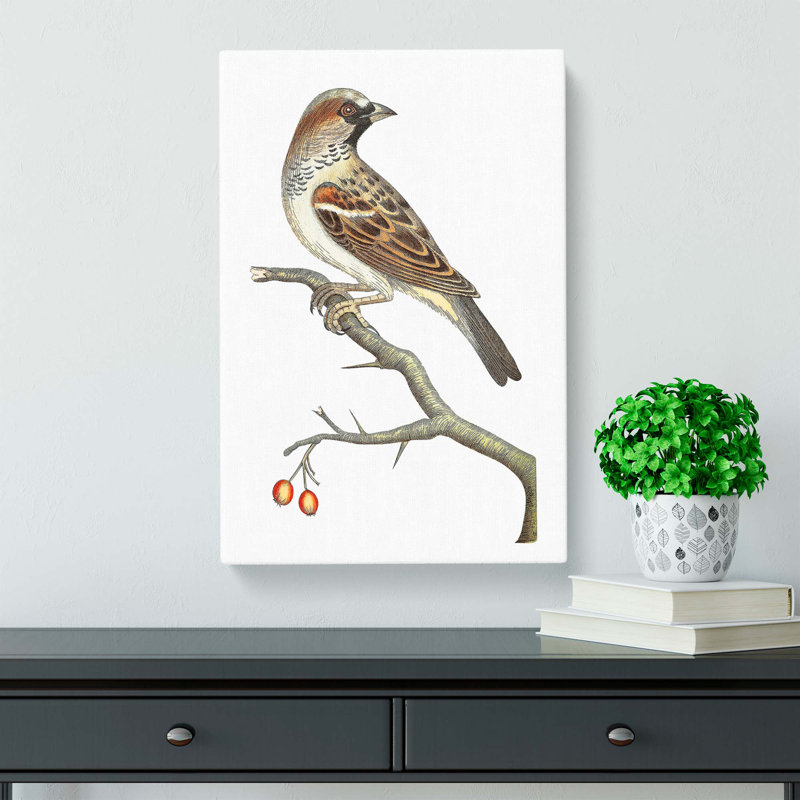 House Sparrow by George Shaw - Wrapped Canvas, 50cm H x 35cm W x 3cm D
