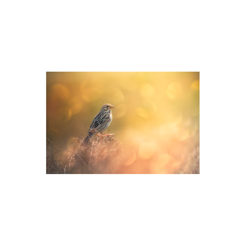 Wrapped Canvas Print, 50.8 cm H x 76.2 cm W