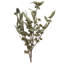 Amber Fruit Foliage Plant
