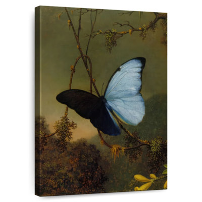 Brampt Blue Morpho Butterfly 1864-65