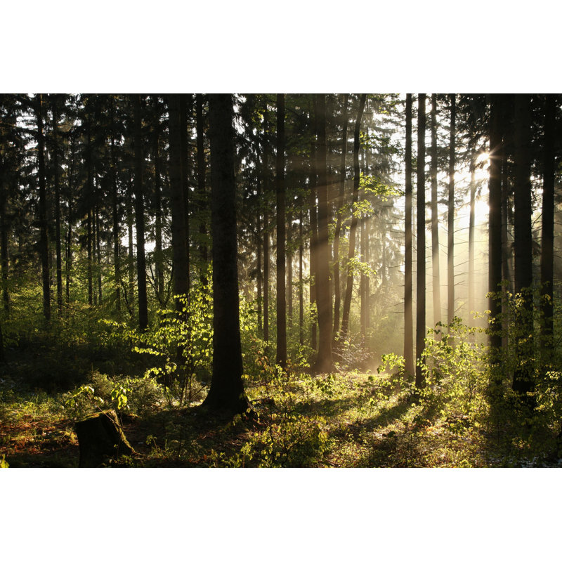 «Sunlight Through Forest» par Aniszewski - reproduction d'art sur toile tendue, L 12 po x H 8 po