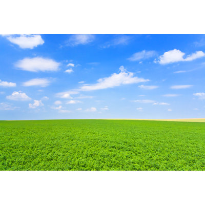 Green Lucerne Field by VvoeVale - Wrapped Canvas Print