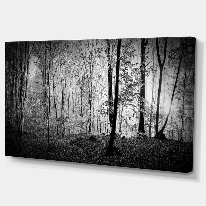 Beautiful Forest Morning Panorama - Print, 20" H x 40" W, Wrapped Canvas