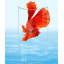 Aquarium 47-57 gallons-129873312-129873313