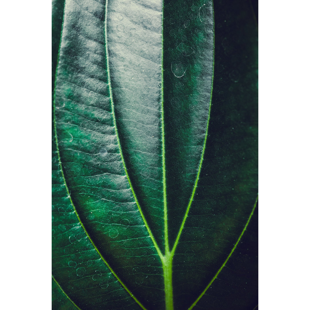 Medinilla Leaf von Knape - Druck auf Leinwand ohne Rahmen