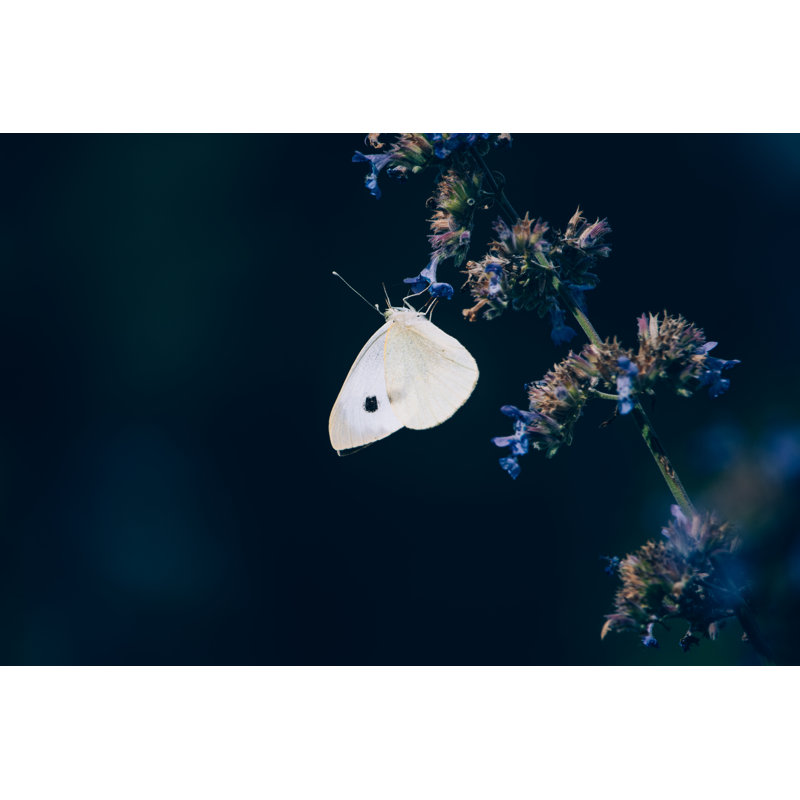 White Butterfly - Wrapped Canvas Print, 30cm H x 46cm W x 3.8cm D