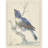Lazuli Bunting (c. 1670 - c. 1719)
