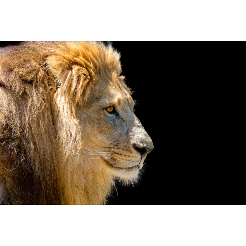 Lion Head Profile Isolated by Jens_Lambert_Photography - Wrapped Canvas Print, 20cm H x 30cm W