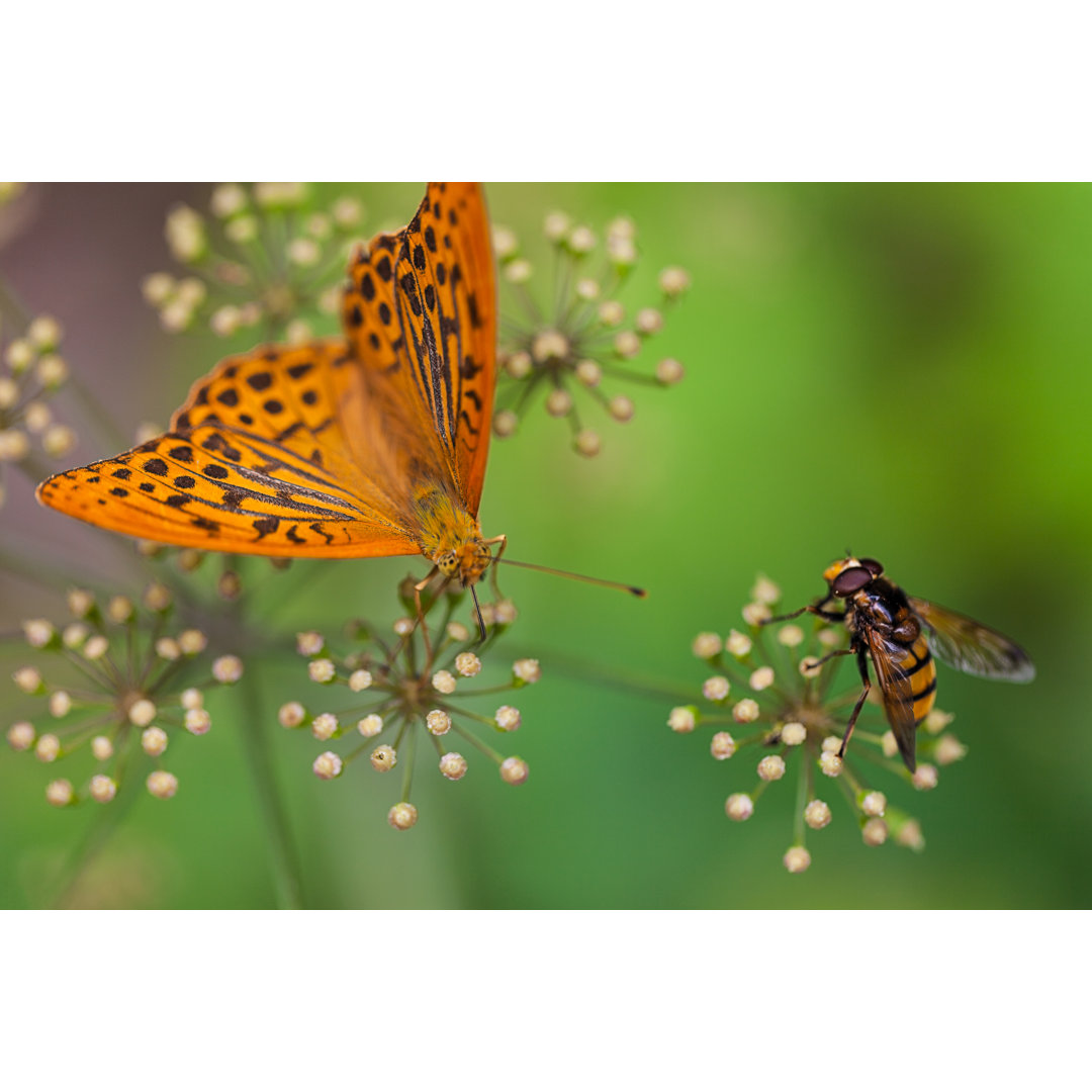 Schmetterling und Biene von PhotoGraphyKM - Leinwand Kunstdrucke