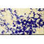 Passion divine. isaiah 59:17-impression sur toile-17653414-26088790