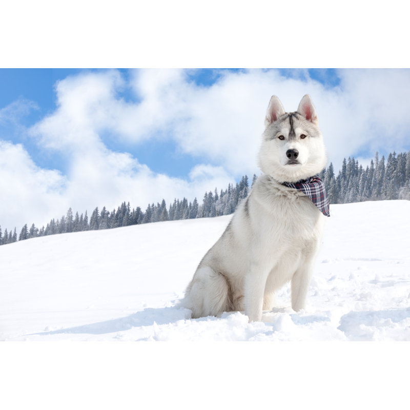 Husky by LuckyBusiness - Wrapped Canvas Print, 30cm H x 46cm W