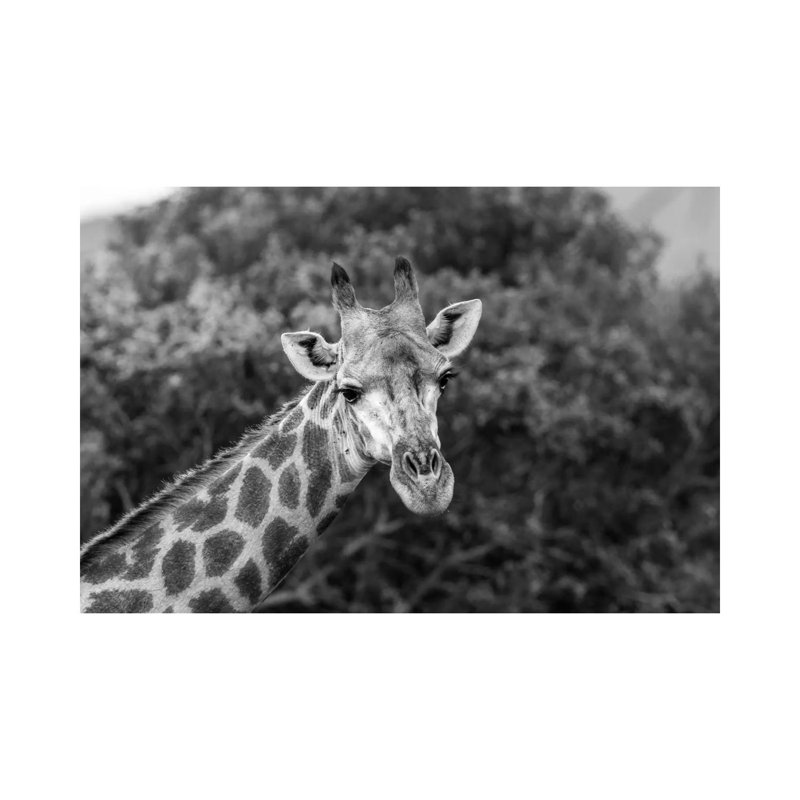 Look at Me, I'm Handsome 1 Piece Wrapped Canvas Wall Art, 30.48 cm H x 45.72 cm W