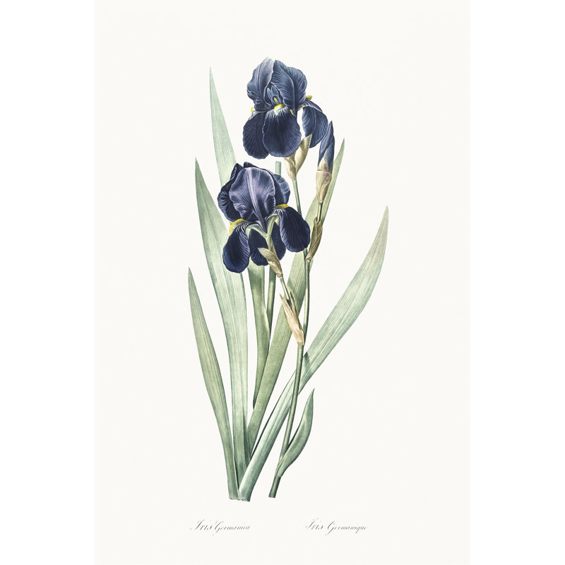 «Delicate Iris VIII on Canvas» par Pierre Redoute, reproduction, H 48 po x l 32 po
