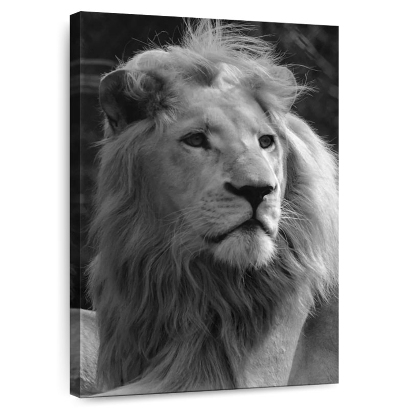 Brampt Monochromatic Lion, 48" H x 32" W