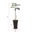 Plante de 78 po