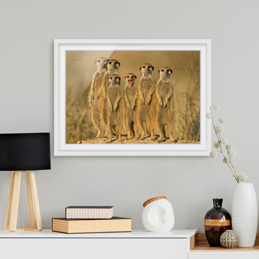 Gerahmtes Poster Meerkat Family