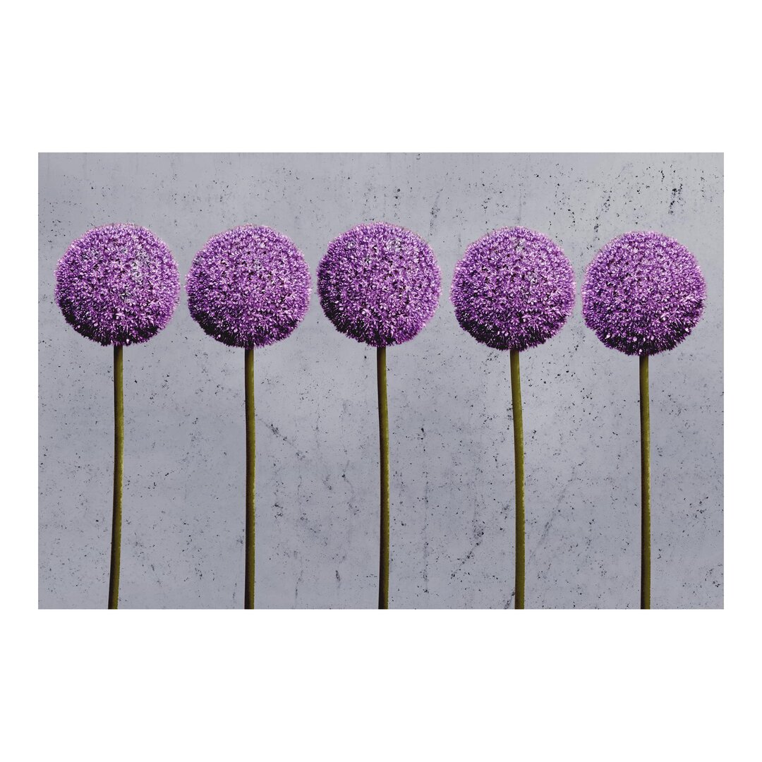 Matt Fototapete Allium Kugel-Blüten 2,55 m x 384 cm