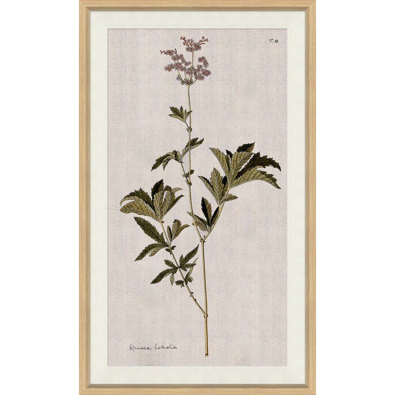 17th Century Wild Flower Studies III Painting