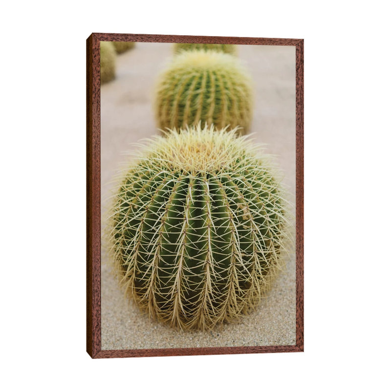 Cabo Cactus IV by Bethany Young - Print on Canvas, 152.4cm H x 101.6cm W x 3.81cm D, Classic Brown Wood Framed