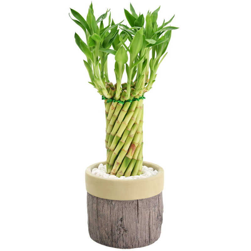 Tornado Lucky Bamboo in Khaki Ceramic Planter
