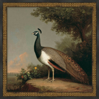Martha Stewart Skylands Canvas Wall Art, Ornithology Plate: Peacock, 22" x 22", Living Room and Bedroom Decor, Framed