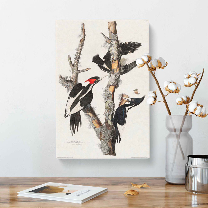 Ivory-billed Woodpeckers by John Audubon - Wrapped Canvas, 76cm H x 50cm W x 3cm D