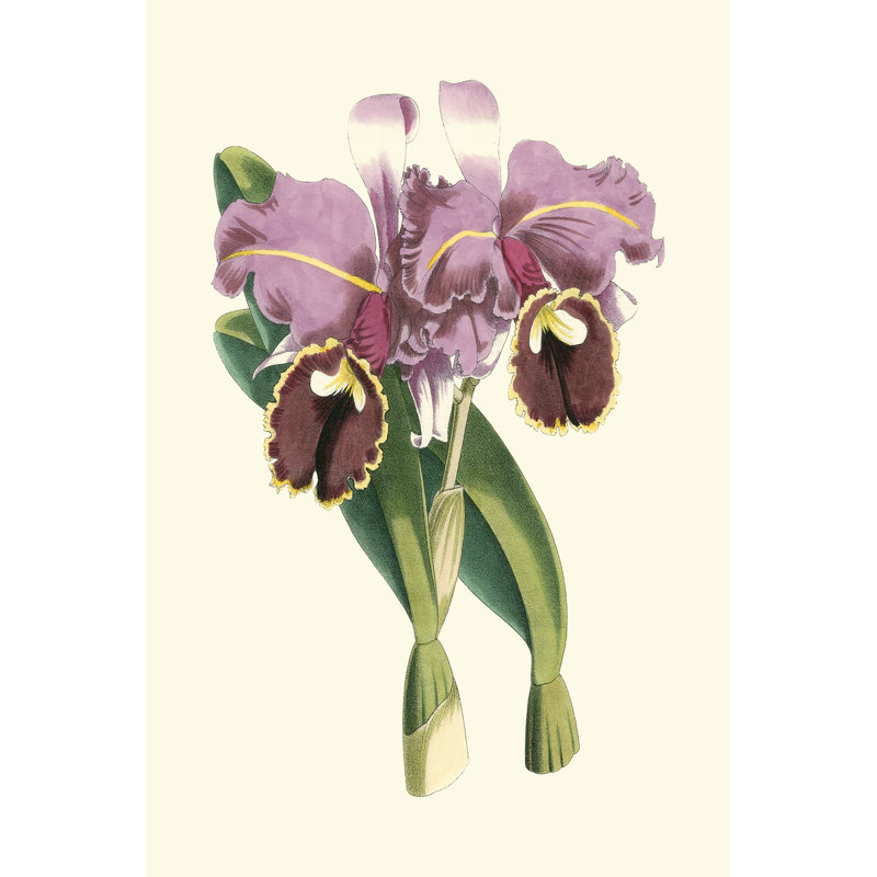 Magnificent Orchid II by Vision Studio - Wrapped Canvas Art Prints, 46cm H x 30cm W