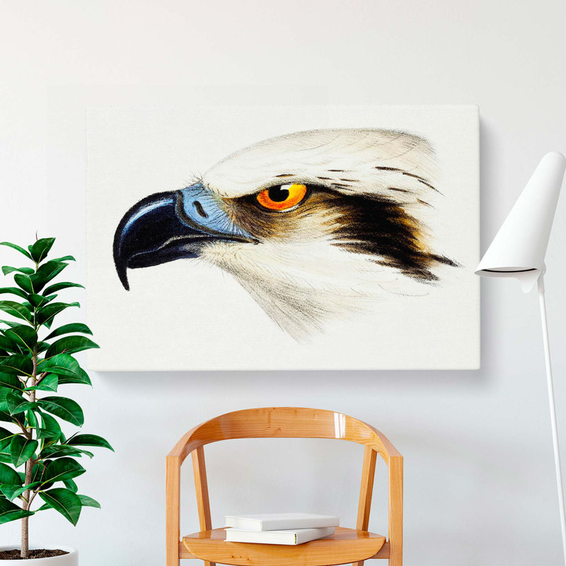 White Headed Osprey by John Gould - Wrapped Canvas, 40cm H x 60cm W x 3cm D