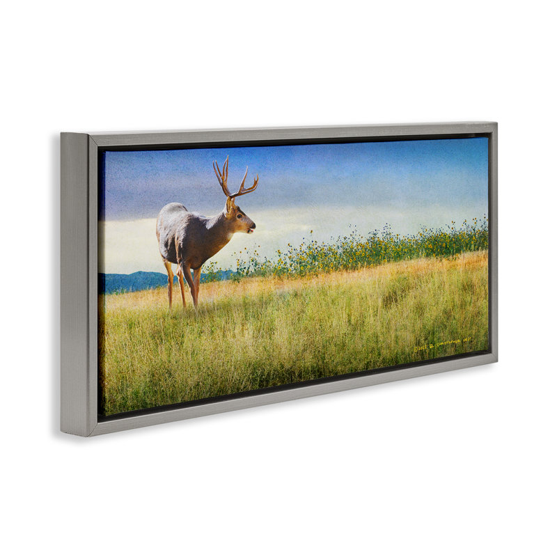 "Buck Deer in Field", art mural encadré par Chris Vest, Cadre flottant gris lustré, H 14 po x l 31 po
