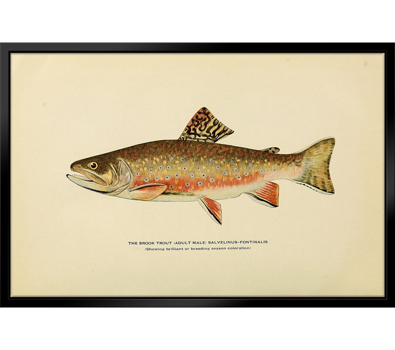 " Brook Trout Illustration " by Stanley Print House, 16" W x 20" H
