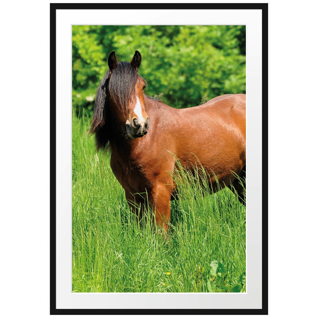 Gerahmtes Poster Braunes Pferd auf Wiese