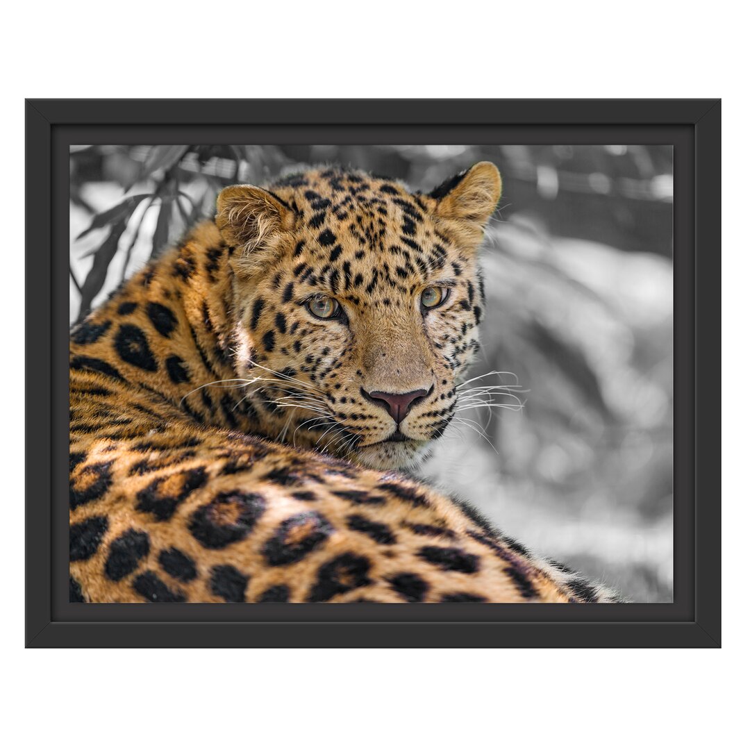 Leopard Gerahmter Fotokunstdruck